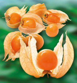 COQUERET DU PEROU - en plants