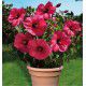 HIBISCUS MOSCHEUTOS PLANET® GRIOTTE Tangri