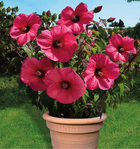 Hibiscus Moscheutos Planet Griotte Plante En Ligne