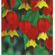ABUTILON MEGAPOTAMICUM