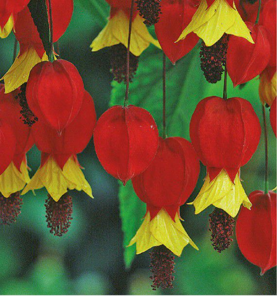 ABUTILON MEGAPOTAMICUM