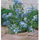 PLUMBAGO DU CAP BLEU