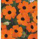 SUZANNE AUX YEUX NOIRS ORANGE
