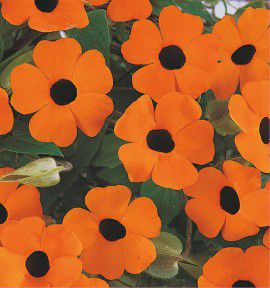 SUZANNE AUX YEUX NOIRS ORANGE