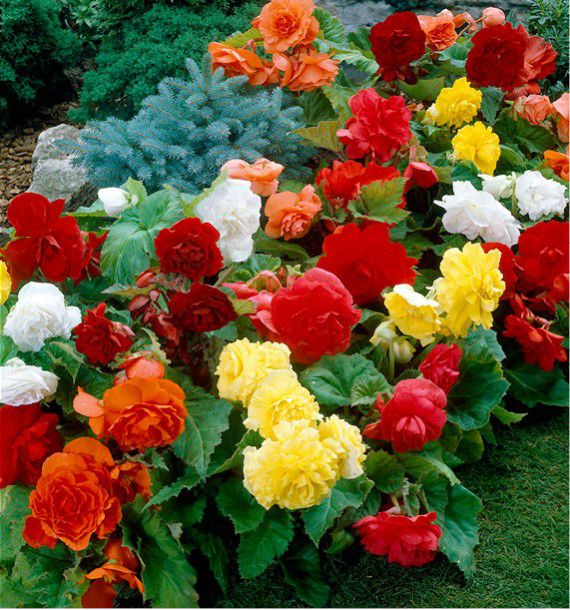 COLIBRIANT 12 BECOLIBRIANT 12 BEGONIAS DOUBLES