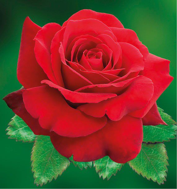 rosier rouge parfumé