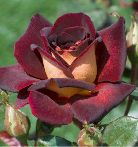 ROSIER BUISSON EDDY MITCHELL® Meirysett