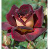 ROSIER BUISSON EDDY MITCHELL® Meirysett