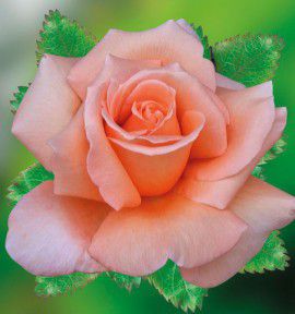 ROSIER BUISSON MAMIE DO