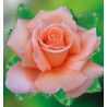 ROSIER BUISSON MAMIE DO