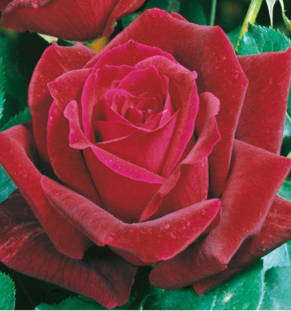 ROSIER BUISSON PAPA MEILLAND® Meicesar