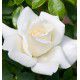 ROSIER BUISSON PAPE JEAN-PAUL II