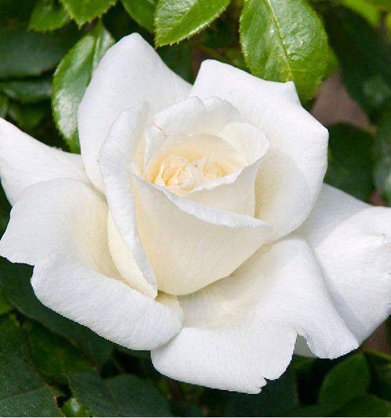 ROSIER BUISSON PAPE JEAN-PAUL II