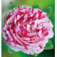 ROSIER BUISSON SCENTIMENTAL®Wekplapep