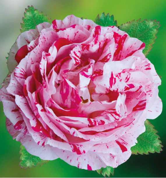ROSIER BUISSON SCENTIMENTAL®Wekplapep