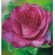 ROSIER BUISSON VIOLETTE PARFUMEE® DORient
