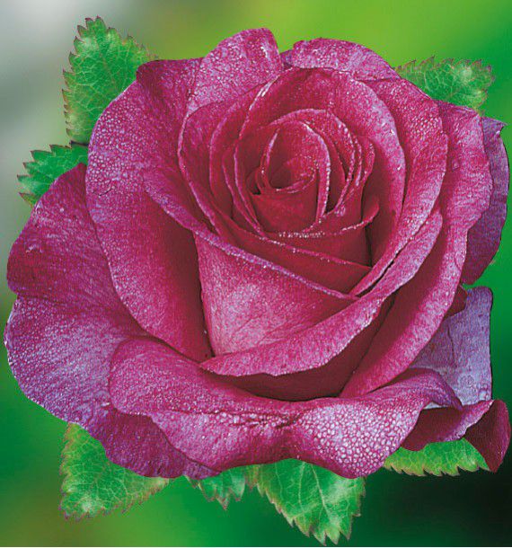 ROSIER BUISSON VIOLETTE PARFUMEE® DORient