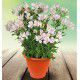 ALSTROEMERE DUCHESSE® BEATRICE