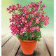 ALSTROEMERE DUCHESSE® ISABELLE