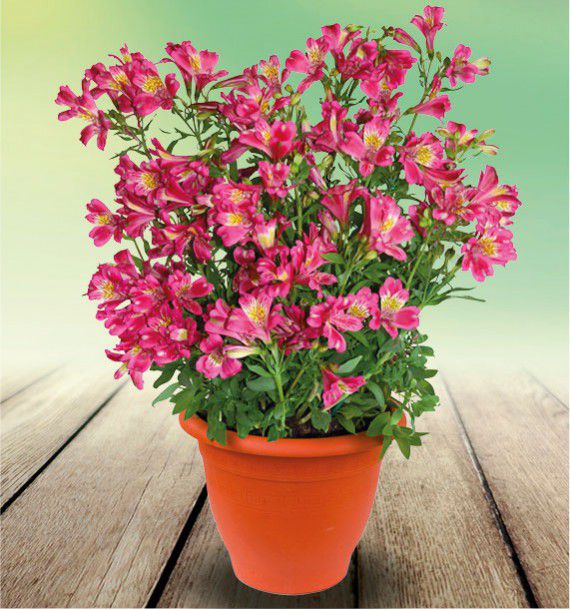 ALSTROEMERE DUCHESSE® ISABELLE