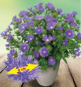 BLEUET D&rsquo;AMERIQUE &lsquo;MEL&rsquo;S BLUE&rsquo;