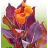 CANNA DURBAN