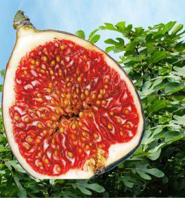 FIGUIER BROWN TURKEY