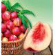 NECTARINE MORTON