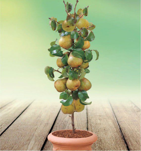 POIRIER DOYENNE DU COMICE