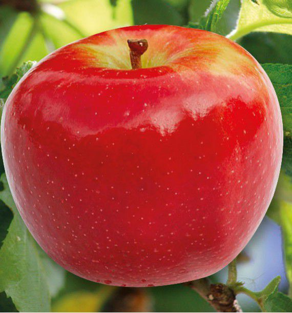 POMMIER ARIANE®