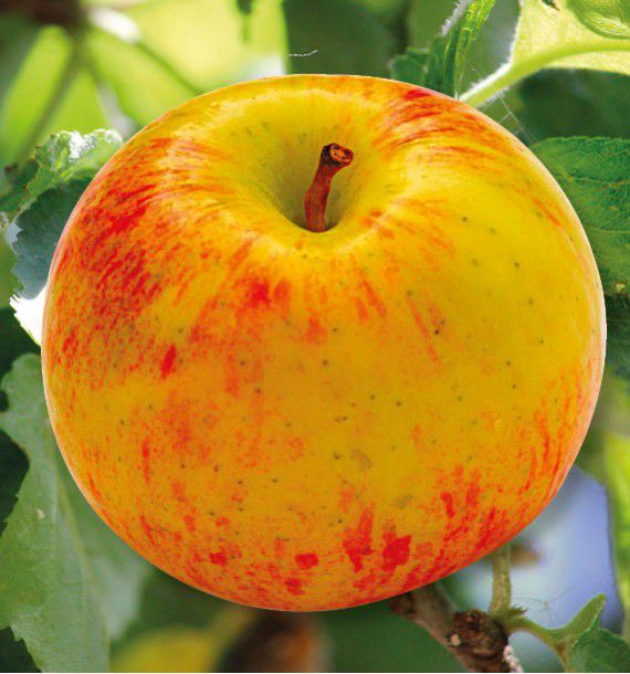 POMMIER DRAP D'OR