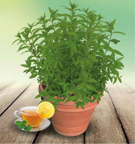 Verveine Citronnelle Plante En Ligne Verveine Citronnelle Plante En Ligne
