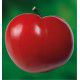 TOMATE SAINT PIERRE