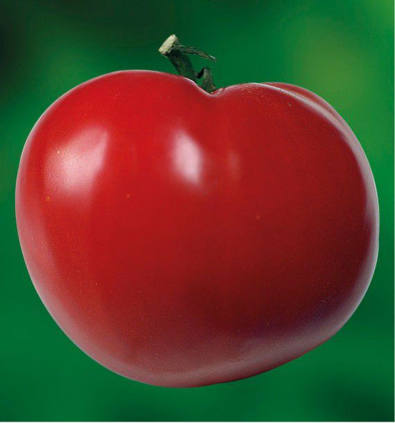 TOMATE SAINT PIERRE