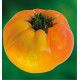 TOMATE ANANAS - GODET