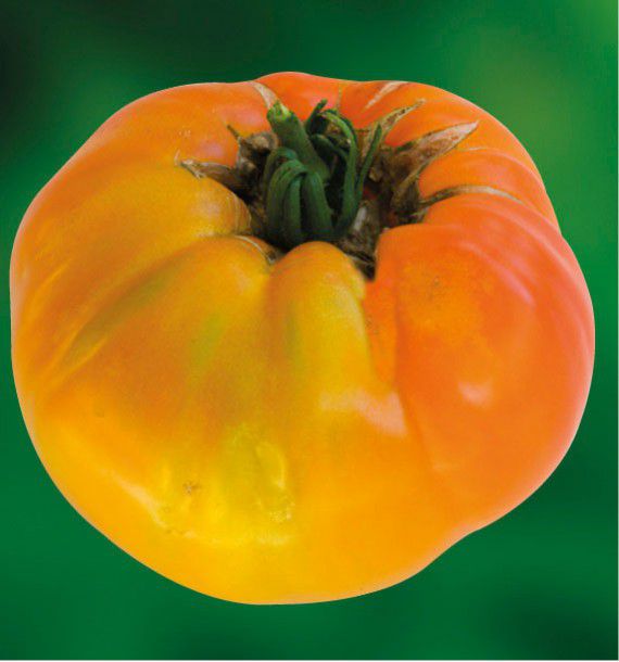 TOMATE ANANAS - GODET
