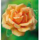ROSIER BUISSON VALENCIA® KOReklia