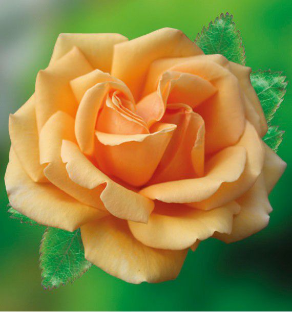ROSIER BUISSON VALENCIA® KOReklia