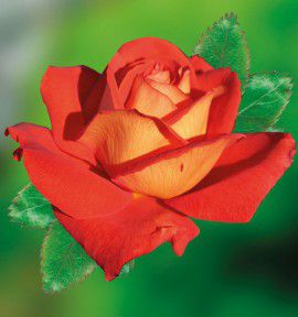 ROSIER BUISSON LAS VEGAS® KORgane