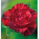 ROSIER BUISSON YANNICK NOAH® Dormath