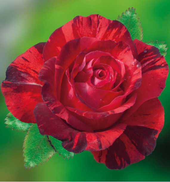ROSIER BUISSON YANNICK NOAH® Dormath