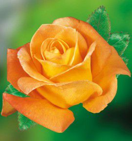 ROSIER BUISSON WHISKY® TANky