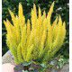 BRUYERE ARBUSTIVE ESTRELLA GOLD
