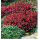 BRUYERE ERICA DARLEYENSIS LUCIE®