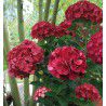HORTENSIA JULISA Cov.