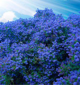 CEANOTHUS PUGET BLUE