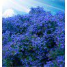 CEANOTHUS PUGET BLUE