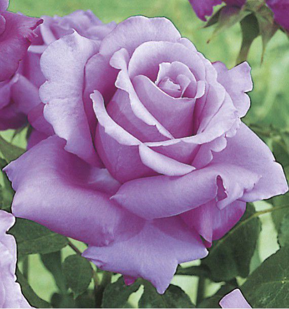 ROSIER BUISSON VIOLET PERFUME