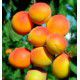 ABRICOTIER POLONAIS (Orangé de Provence)