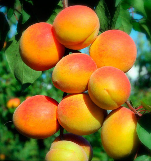 ABRICOTIER POLONAIS (Orangé de Provence)